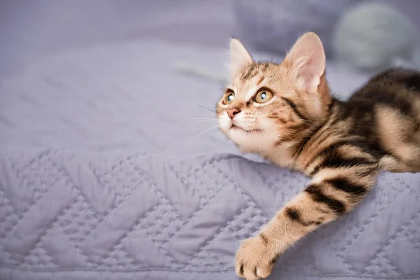 Tabby Kitten Lies Bed Playful Mood Close Low Angle View — Photo