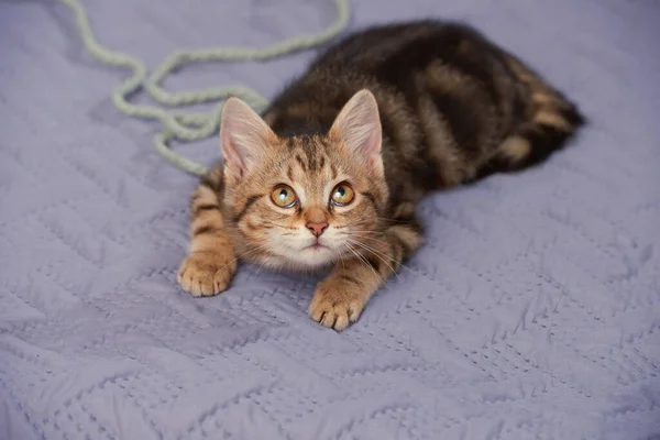 Tabby Kitten Playful Mood Keen Look Bedspread Indoors High Angle — Photo
