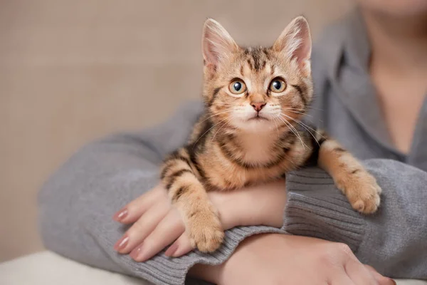 Striped Kitten Indoors Lies Hands Woman Looks Forward Shock — Photo