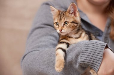 Tabby kitten sitting on the hands of a woman carefully looks out of the frame indoors from a low angle of view