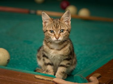 Closeup of a cute tabby kitten looking at the camera indoors sitting on a pool table from a low angle view
