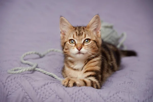 Cute Tabby Kitten Lies Woolen Thread Confidently Looks Forward Indoors — Stok fotoğraf