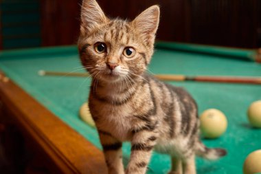 A striped kitten indoors stands on a billiard table and looks curiously into the camera. Close up from low angle view