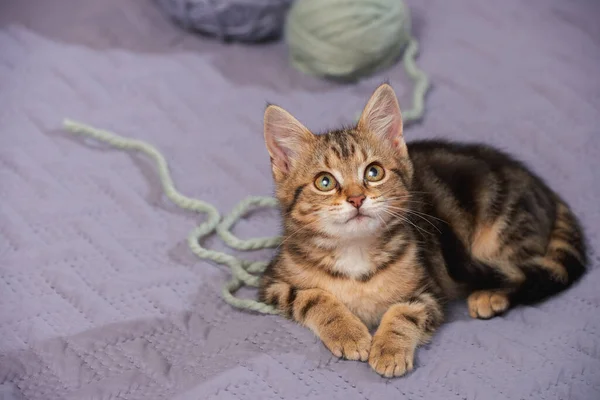 Striped Kitten Indoors Lies Bed Balls Woolen Yarn Looks Fascination — Photo