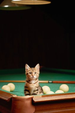 Cute kitten sitting on pool table with balls and cue indoors from low angle view with copy space