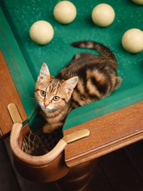 Portrait of a cute tabby kitten sitting on a billiard table near a billiard pocket from a high angle indoors vertical shot