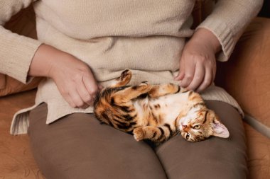 A cute tabby kitten lies relaxed on a woman's lap. Indoors high angle view