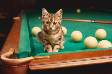 Portrait of a cute tabby kitten sitting on a pool table with balls and a cue. Indoors from low angle view.