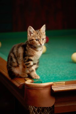 Cute tabby kitten sitting on the edge of a pool table indoors from a low angle view