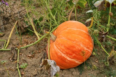 Balkabağım bahçede yatıyordu. Gündüz yüksek açı görünümü
