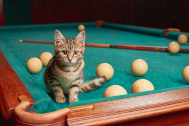 ?Bilardo masasında taşaklı ve ıstakalı bir kedi yavrusu oturuyor. İçeriye alçak açıdan bak..