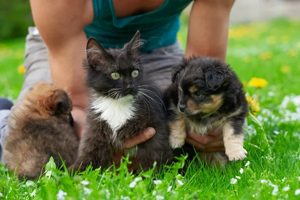 Welpe Und Katze Schwarzer Farbe Den Händen Eines Kaukasischen Jungen — Stockfoto