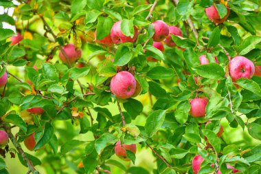 Ağaç dallarında olgun kırmızı elmalar