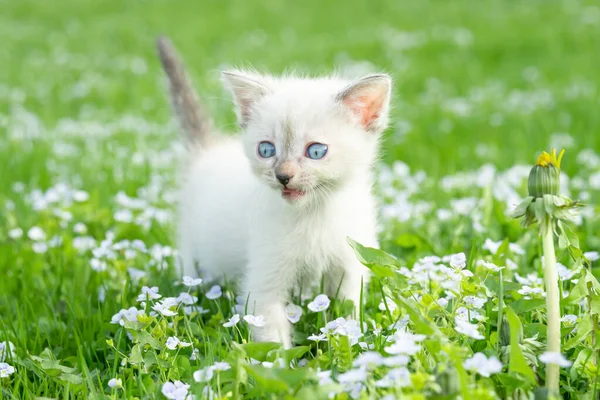 Забавный Маленький Белый Котенок Зеленой Траве Открытом Воздухе Летом Вид — стоковое фото