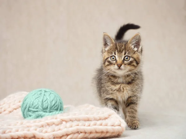 Chaton Mignon Regardant Vers Avant Une Boule Fil Coloré Vue — Photo