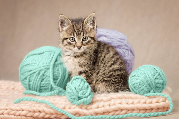 Sitting cute tabby kitten looking at the camera and colorful balls of yarn. Low angle view indoors.