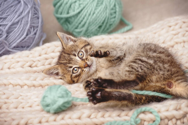Cute kitten looking at the camera lying down playing with balls of yarn. High angle view indoors.