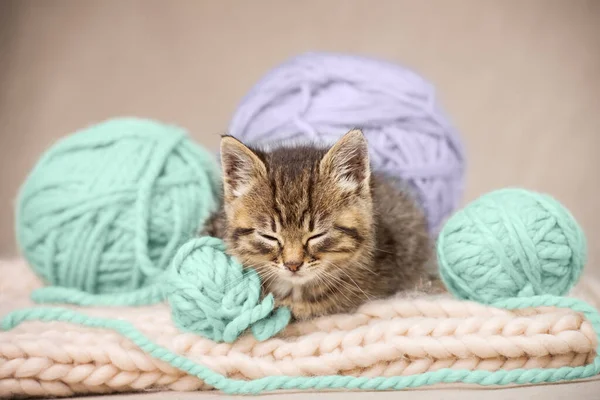Close-up of a cute tabby kitten sleeping on a knitted yarn and with balls of yarn. Studio shot from a low angle.