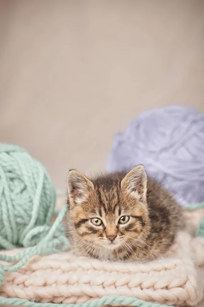 A cute tabby kitten looking at the camera lies on a knitted yarn and with balls of yarn.Vertical shot from copy space. Studio shot from a low angle.