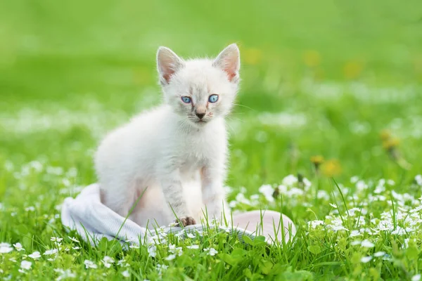 Портрет Милого Белого Котенка Стоящего Днем Зеленой Траве Смотрящего Камеру — стоковое фото