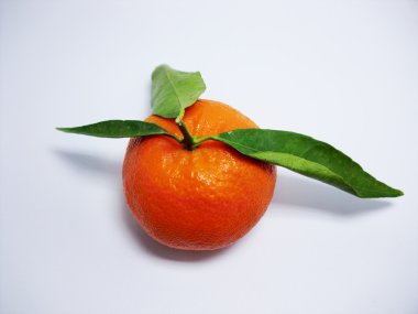 Mandarin of morocco clipart