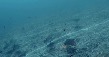 Spotted Eagle Ray in the Pacific Ocean. Underwater life with shoal of fish and manta ray. Tropical fishs swim near coral reefs. Diving in the clear water.