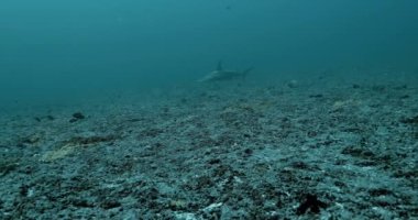 Hammer shark in the Pacific Ocean. Underwater life with shark and tropical fishs swimming near coral reefs. Diving in the clear water.
