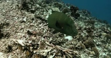 Close-up view of a humphead maori wrasse fish in the Pacific Ocean. Underwater life with tropical fish swimming near coral reefs. Diving in the clear water.
