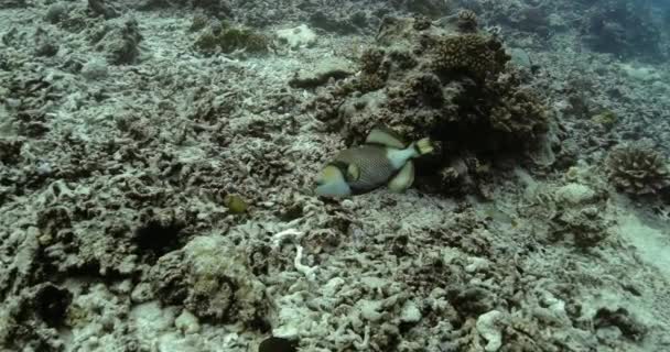 Titan Triggerfish Sám Tichém Oceánu Podmořský Život Krásnými Rybami Oceánu — Stock video