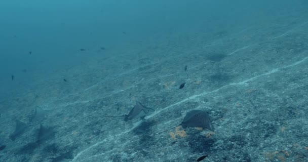 Spotted Eagle Ray Pacific Ocean Underwater Life Shoal Fish Manta — Stockvideo