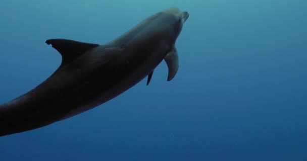 太平洋でイルカの水泳 深海での水中生活 澄んだ青い海でのダイビング — ストック動画