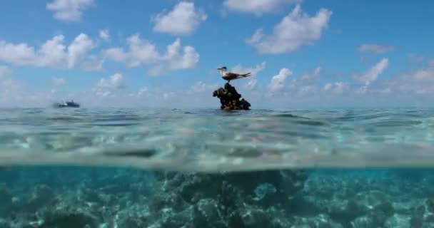 海の上に鳥と半分の水中ビュー カモメは岩の上に立ち 雲のある青空の下で空を飛ぶ — ストック動画