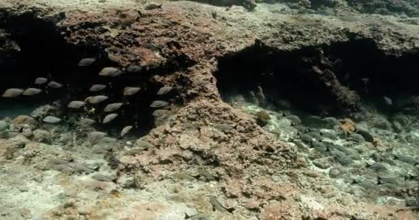 Maori Snapper Fishs Pacific Ocean Underwater Life Shoal Fish Tropical — Stockvideo