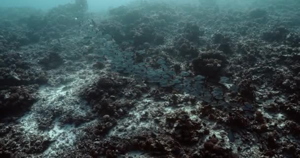 Shoal Poissons Dans Océan Pacifique Vie Sous Marine Avec Des — Video