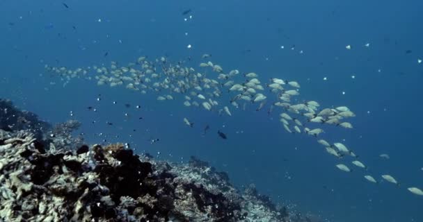 Fischschwärme Pazifik Unterwasserwelt Mit Tropischen Maori Schnappfischen Blauen Wasser Tauchen — Stockvideo