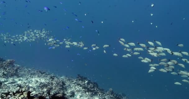 太平洋の魚の浅瀬 青い水の中で熱帯マオリスナッパー魚と水中海洋生物 海でのダイビング — ストック動画