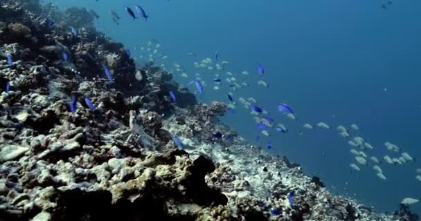 Fischschwärme Pazifik Unterwasserwelt Mit Tropischen Maori Schnappfischen Blauen Wasser Tauchen — Stockvideo