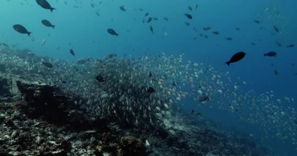 Shoal Fish Pacific Ocean Underwater Marine Life Tropical Maori Snapper — 图库视频影像