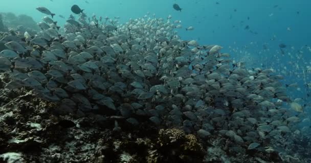 Ένα Κοπάδι Ψάρια Στον Ειρηνικό Ωκεανό Υποβρύχια Θαλάσσια Ζωή Τροπικά — Αρχείο Βίντεο