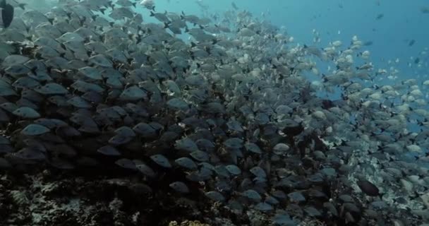 Fiskstim Stilla Havet Undervattens Marint Liv Med Tropiska Maori Snapper — Stockvideo