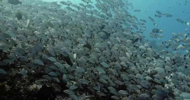 太平洋の魚の浅瀬 青い水の中で熱帯マオリスナッパー魚と水中海洋生物 海でのダイビング — ストック動画