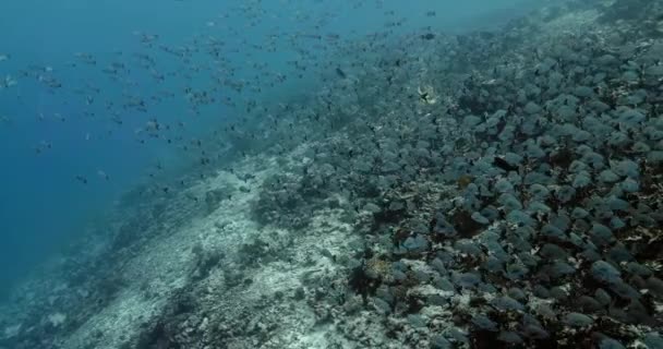 Ένα Κοπάδι Ψάρια Στον Ειρηνικό Ωκεανό Υποβρύχια Θαλάσσια Ζωή Τροπικά — Αρχείο Βίντεο