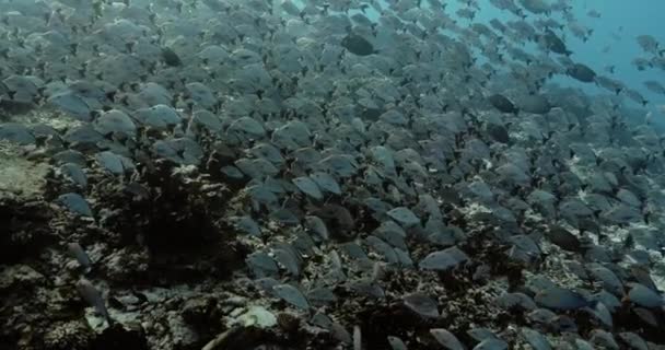 Een School Vissen Stille Oceaan Onderwaterleven Met Tropische Maori Snappervissen — Stockvideo