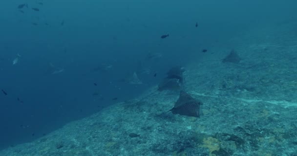 Spotted Eagle Ray Pacific Ocean Underwater Life Shoal Fish Manta — стокове відео