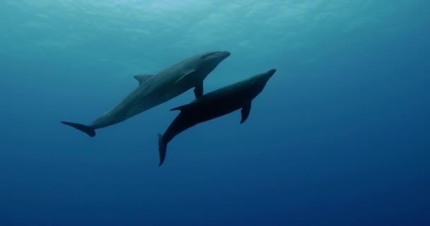 太平洋で泳ぐイルカ 深海での水中生活 澄んだ青い海でのダイビング — ストック動画