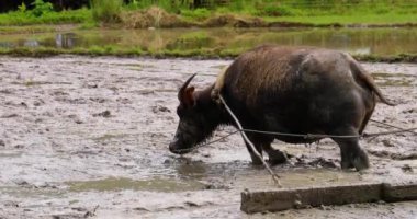 Filipinler 'de pirinç tarlasında tarla süren bir çiftçiyle saban çeken bir tampona yakın durun. Dağların ve ormanın ortasındaki bir vadide harika bir tarım - 4K