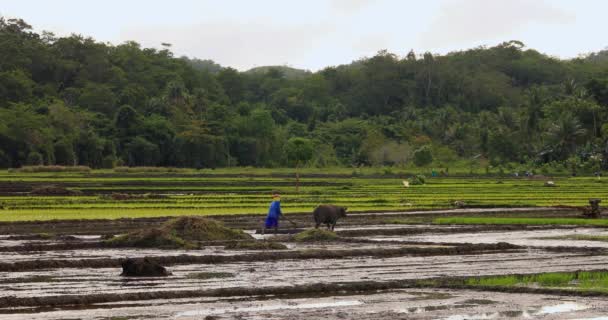 Buffle Tahá Pluhy Farmářem Zemědělství Rýžovém Poli Filipínách Nádherné Zemědělství — Stock video