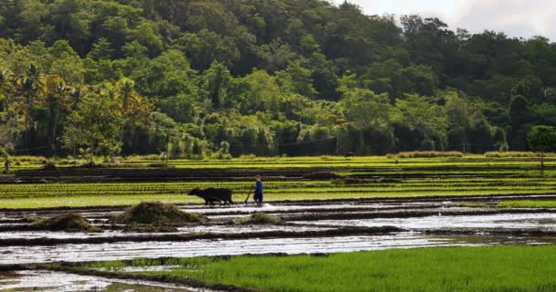 Баффл Тянет Плуг Фермером Рисовом Поле Филиппины Чудесная Культура Ванне — стоковое видео