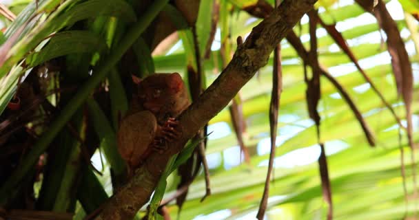 Слідкуйте Деревами Філіппінах Смертна Тварина Самотня Ховаючись Дереві Вид Під — стокове відео