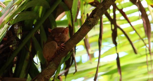 Tarsier Een Boomtak Filippijnen Het Kleine Dier Alleen Verstopt Zich — Stockvideo